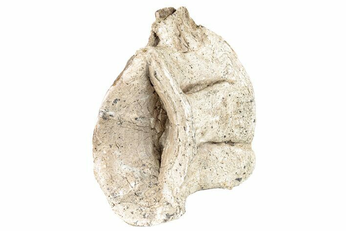 Fossil Xiphactinus (Cretaceous Fish) Vertebra - Kansas #258900